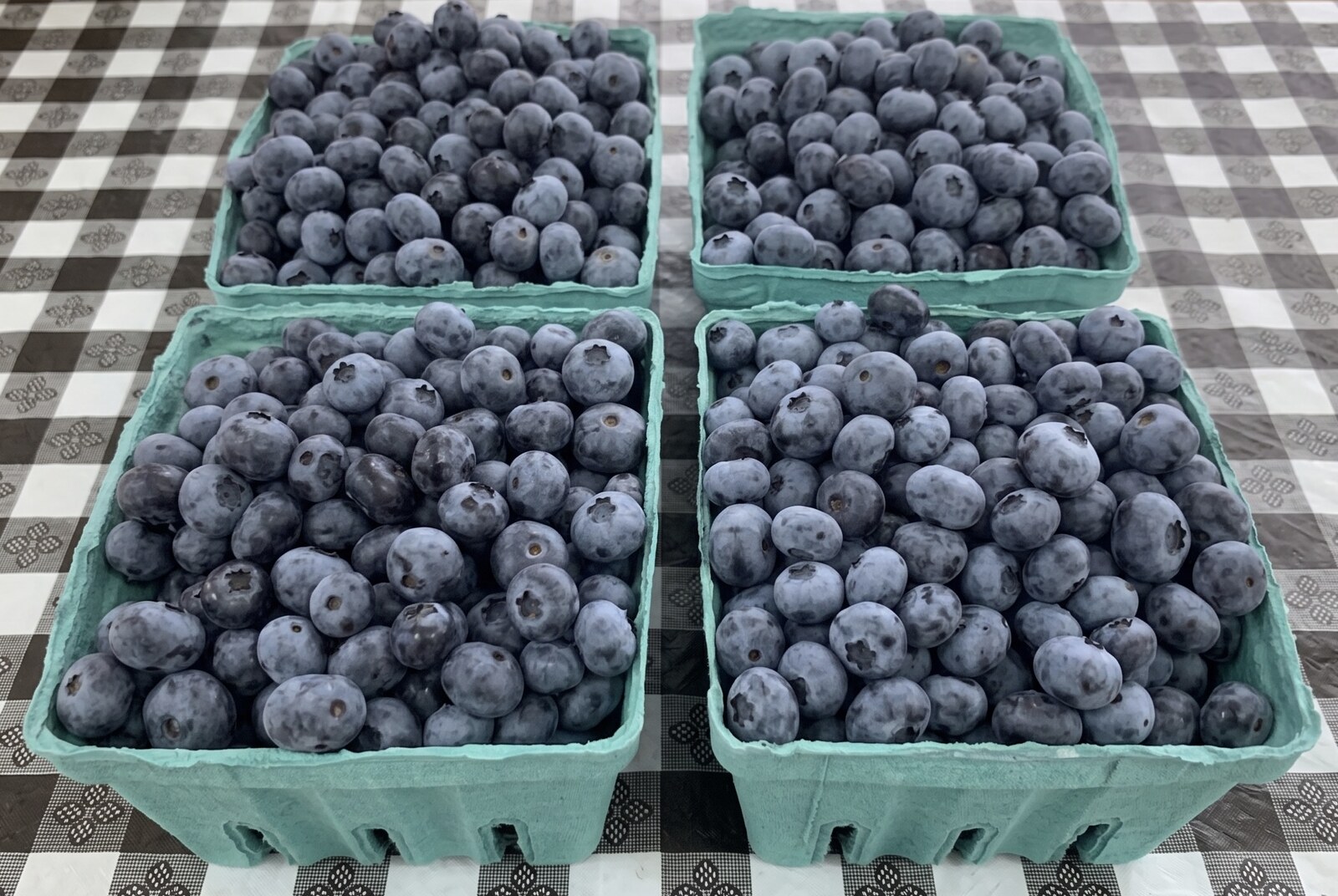 Fresh blueberries used in homemade scones and breakfast baking at Grand Colonial